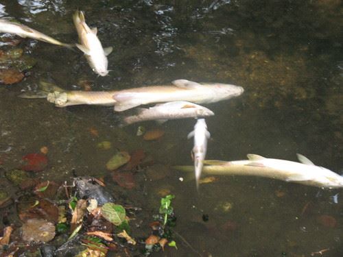 V. V. de Ródão: Quercus denuncia novas descargas poluentes no Tejo, GNR investiga